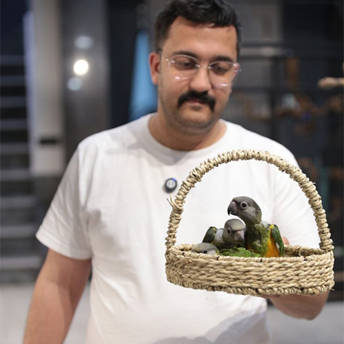 طوطی سنگال